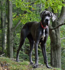 great-dane-in-forest